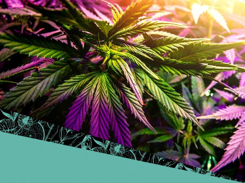 CBD Fleurs Natur'hell